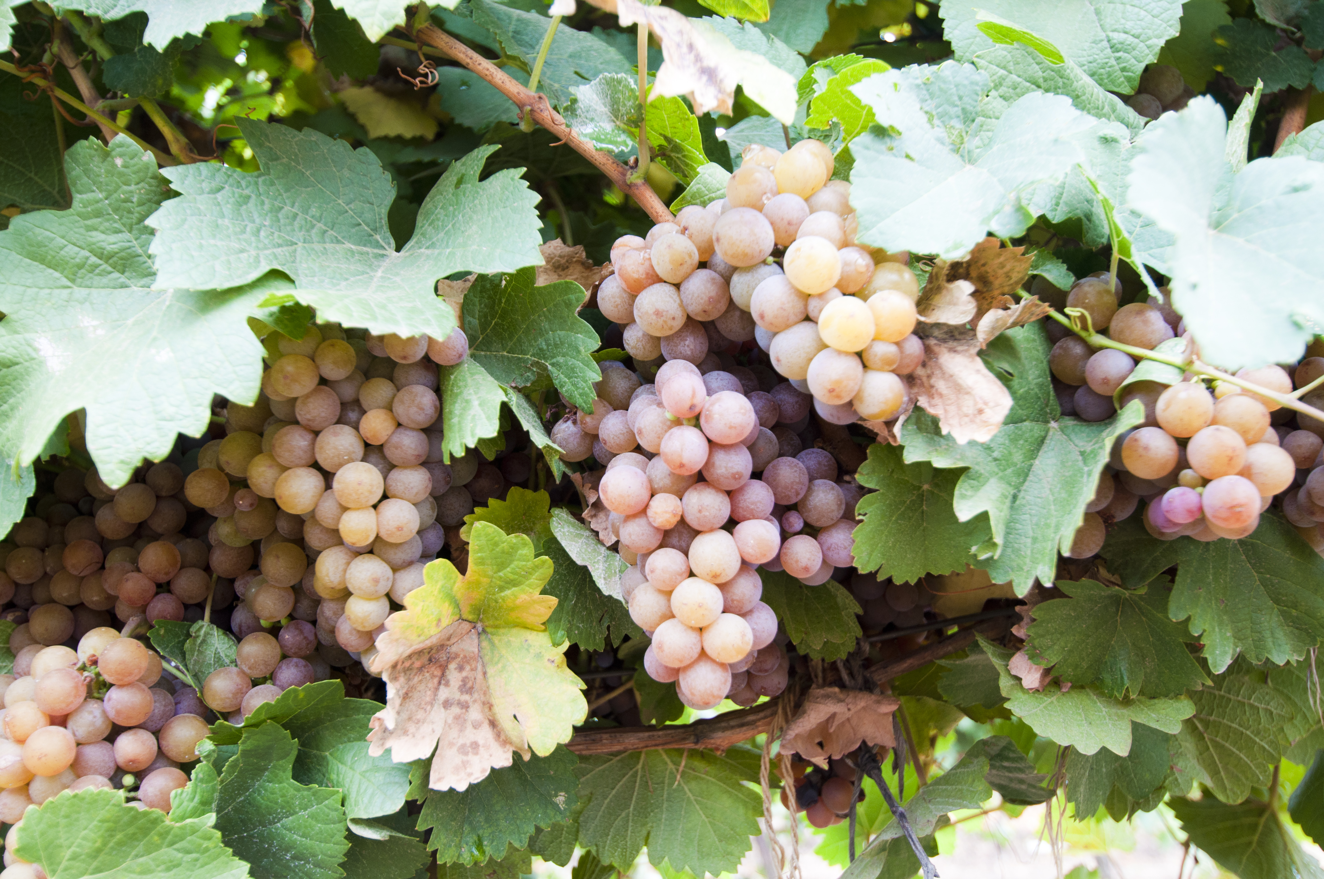 У KOBLEVO завершився збір винограду 2025 року: висока якість попри складні умови